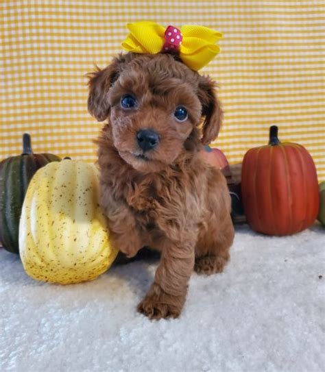 chanel poodles|Coco Chanel is a Toy Poodle puppy for sale in Hesperia, CA.